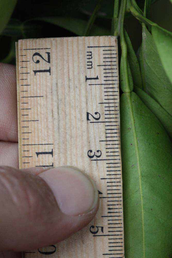              Unifoliolate leaf (Riverside, CA)       